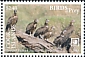 Hooded Vulture Necrosyrtes monachus  2018 Birds of prey White frames