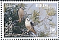 Letter-winged Kite Elanus scriptus