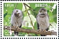 Barking Owl Ninox connivens  2018 Birds of prey White frames