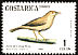 Clay-colored Thrush Turdus grayi  1984 Birds 