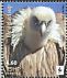 Griffon Vulture Gyps fulvus  2017 WWF 