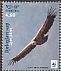 Griffon Vulture Gyps fulvus