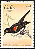 Red-shouldered Blackbird Agelaius assimilis