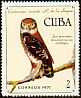 Cuban Pygmy Owl Glaucidium siju