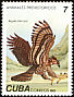 Extinct Eagle sp Aquila borrasi