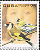 European Goldfinch Carduelis carduelis