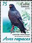 Snail Kite Rostrhamus sociabilis