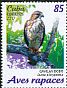 Broad-winged Hawk Buteo platypterus