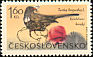 Ring Ouzel Turdus torquatus  1965 Mountain birds 