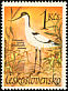 Pied Avocet Recurvirostra avosetta  1967 Water birds 