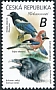 Eurasian Magpie Pica pica  2020 Songbirds 
