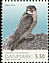 Peregrine Falcon Falco peregrinus