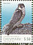 Peregrine Falcon Falco peregrinus