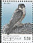 Peregrine Falcon Falco peregrinus