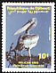 Pink-backed Pelican Pelecanus rufescens  1991 Birds 