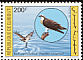 Western Osprey Pandion haliaetus  1991 Birds 
