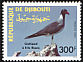 White-eyed Gull Ichthyaetus leucophthalmus