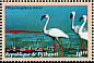 Lesser Flamingo Phoeniconaias minor  2000 Birds Strip