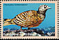 Lichtenstein's Sandgrouse Pterocles lichtensteinii  2000 Birds Strip