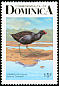 Common Gallinule Gallinula galeata  1987 Birds of Dominica p 15