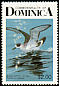 Black-capped Petrel Pterodroma hasitata