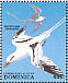 White-tailed Tropicbird Phaethon lepturus