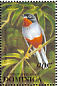 Rufous-throated Solitaire  Myadestes genibarbis