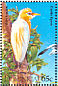 Western Cattle Egret  Bubulcus ibis