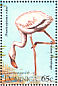 American Flamingo  Phoenicopterus ruber