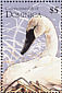 Trumpeter Swan Cygnus buccinator