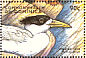 Greater Crested Tern Thalasseus bergii