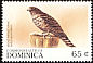 Broad-winged Hawk Buteo platypterus