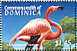 American Flamingo Phoenicopterus ruber