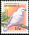 Snowy Cotinga Carpodectes nitidus  2001 Bird definitives 