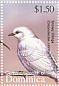 Snowy Cotinga Carpodectes nitidus