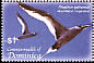 Red-billed Tropicbird Phaethon aethereus  2005 Birds of the Caribbean 