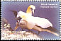 Northern Gannet Morus bassanus  2005 Birds of the Caribbean 