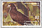 Snail Kite Rostrhamus sociabilis