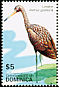 Limpkin Aramus guarauna