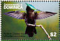 Antillean Crested Hummingbird Orthorhyncus cristatus  2007 Hummingbirds of the Caribbean Sheet