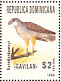 Ridgway's Hawk  Buteo ridgwayi