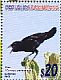 Hispaniolan Palm Crow  Corvus palmarum