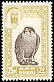 Barbary Falcon Falco pelegrinoides