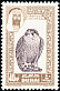 Barbary Falcon Falco pelegrinoides