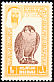 Barbary Falcon Falco pelegrinoides