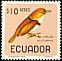 Collared Puffbird Bucco capensis  1966 Birds 