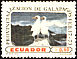Nazca Booby Sula granti  1973 Galapagos Islands 