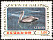 Brown Pelican Pelecanus occidentalis  1973 Galapagos Islands 