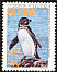 Galapagos Penguin Spheniscus mendiculus