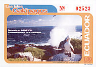Nazca Booby Sula granti  2001 Galapagos Islands 